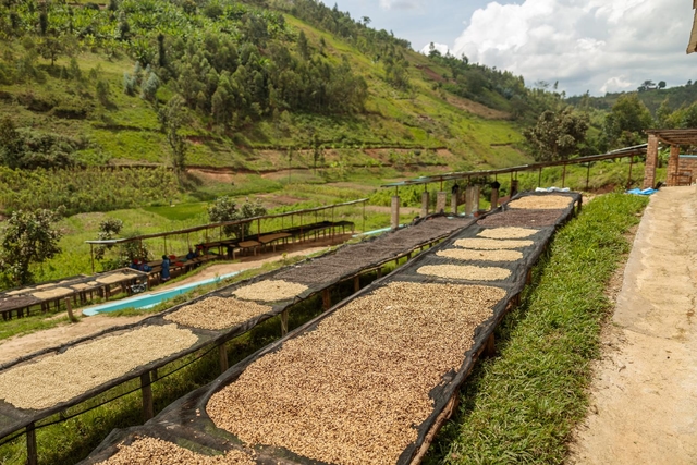 Ontdek de Verborgen Koffiedorpjes van Colombia