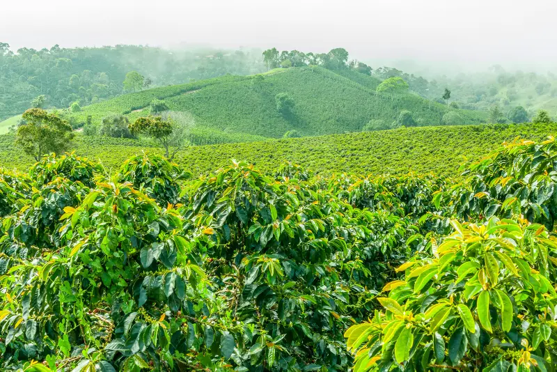 Jericó koffie plantage